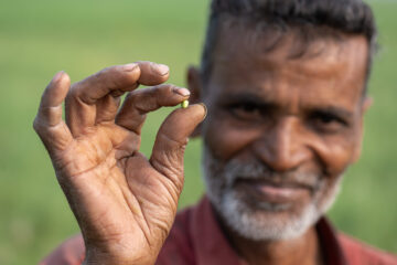 BOLD WP2 grasspea visit to Nadia district in southern West Bengal.
The district is largely alluvial plain, formed by the constant shifting of the various rivers of the Ganges Delta.
Grasspea is one of the most prominent crops in this region. The BOLD team visited a 28-acre farmers field cultivated with low ODAP grasspea varieties (Ratan and Prateek).
Grasspea. cultivation is dual purpose Along with seeds for human consumption, nutritive fodder is available for animals..
Farmers, by incorporating grasspea in this area overcome challenges and are extremely happy. They opt for relay cropping and broadcast the seed two weeks before harvest to serve as a second, soil-enriching crop.
Photo: Michael Major for Crop Trust