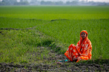 BOLD WP2 grasspea visit to Nadia district in southern West Bengal.
The district is largely alluvial plain, formed by the constant shifting of the various rivers of the Ganges Delta.
Grasspea is one of the most prominent crops in this region. The BOLD team visited a 28-acre farmers field cultivated with low ODAP grasspea varieties (Ratan and Prateek).
Grasspea. cultivation is dual purpose Along with seeds for human consumption, nutritive fodder is available for animals..
Farmers, by incorporating grasspea in this area overcome challenges and are extremely happy. They opt for relay cropping and broadcast the seed two weeks before harvest to serve as a second, soil-enriching crop.
Photo: Michael Major for Crop Trust