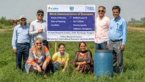 Members of BARI, ICARDA and Crop Trust at the grasspea demonstration block of BARI Khesari-3 on Char Bongram in Chilmari, Bangladesh.
Photo: Michael Major for Crop Trust