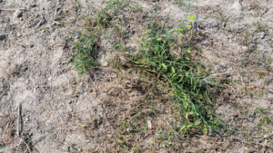 Grasspea growing in sand of Char Bongram in Chilmari, Bangladesh.
Photo: Michael Major for Crop Trust