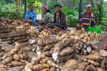 Roadside market with sweetpotato diversity near Goroka, Central Highlands, Papua New Guinea: Photo: Michael Major for Crop Trust