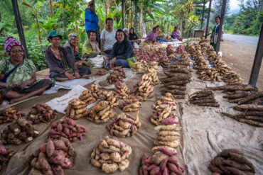 Roadside market with sweetpotato diversity near Goroka, Central Highlands, Papua New Guinea: Photo: Michael Major for Crop Trust