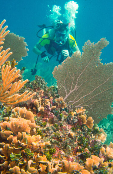 Holiday in Belize from 26 February to 5 May 1990. Travelled to Caye Caulker and did some dives from PADI certificate. Also travelled to Altun Ha on the mainland.