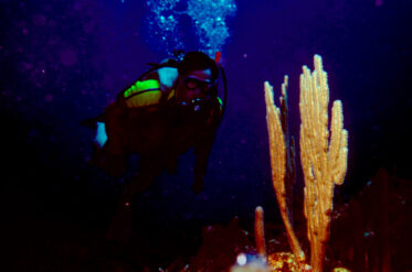 Holiday in Belize from 26 February to 5 May 1990. Travelled to Caye Caulker and did some dives from PADI certificate. Also travelled to Altun Ha on the mainland.