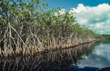 Holiday in Belize from 26 February to 5 May 1990. Travelled to Caye Caulker and did some dives from PADI certificate. Also travelled to Altun Ha on the mainland.