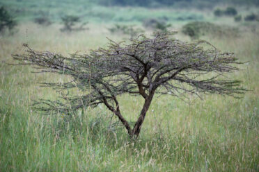 Photo: Michael Major/Crop Trust