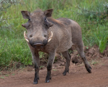 Photo: Michael Major/Crop Trust
