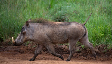 Photo: Michael Major/Crop Trust