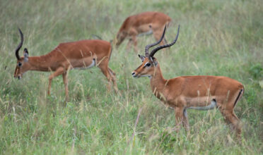 Photo: Michael Major/Crop Trust
