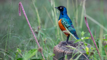 Superb Starling ('Lamprotornis superbus'), Nairobi National Park, Kenya