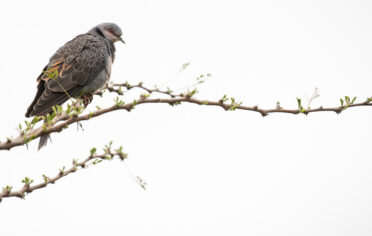 Photo: Michael Major/Crop Trust