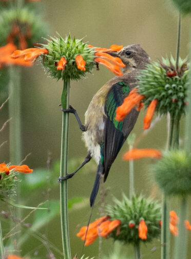 Photo: Michael Major/Crop Trust