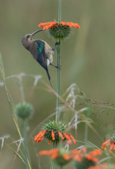 Photo: Michael Major/Crop Trust