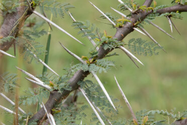 Photo: Michael Major/Crop Trust