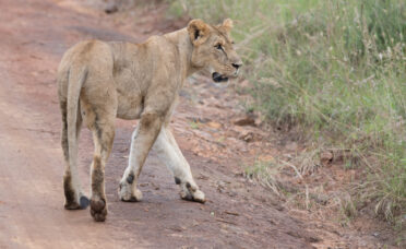 Photo: Michael Major/Crop Trust