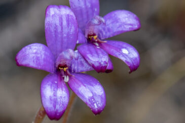Caladenia brunonis, commonly known as the purple enamel orchid, is a plant in the orchid family Orchidaceae and is endemic to the south-west of Western Australia. It is a ground orchid with a single flattened, hairy leaf and up to three glossy purple flowers. It has recently been known as Elythranthera brunonis since 1963 but recent discoveries suggest its inclusion in the genus Caladenia.