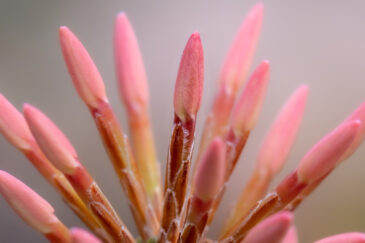 Lysinema pentapetalum