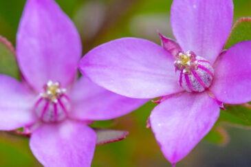Boronia spathulata is a plant in the citrus family, Rutaceae and is endemic to the south-west of Western Australia. It is a glabrous shrub with well-spaced, simple, egg-shaped to elliptic leaves, and pink, four-petalled flowers.