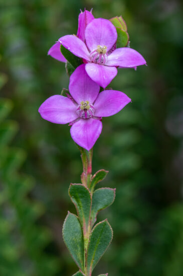 Boronia spathulata is a plant in the citrus family, Rutaceae and is endemic to the south-west of Western Australia. It is a glabrous shrub with well-spaced, simple, egg-shaped to elliptic leaves, and pink, four-petalled flowers.