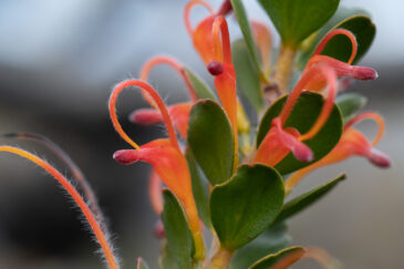 Adenanthos obovatus, commonly known as jugflower, is a shrub of the plant family Proteaceae endemic to Southwest Australia.