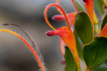 Adenanthos obovatus, commonly known as jugflower, is a shrub of the plant family Proteaceae endemic to Southwest Australia.
