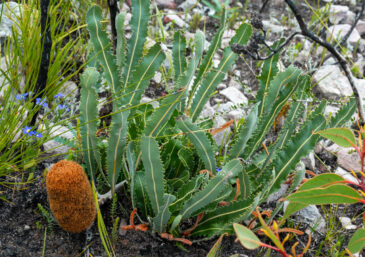 Banksia gardneri var. brevidentata