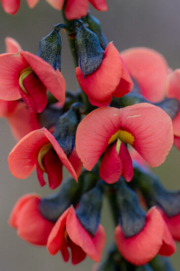 Sphaerolobium drummondii