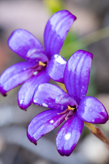 Caladenia brunonis, commonly known as the purple enamel orchid, is a plant in the orchid family Orchidaceae and is endemic to the south-west of Western Australia. It is a ground orchid with a single flattened, hairy leaf and up to three glossy purple flowers. It has recently been known as Elythranthera brunonis since 1963 but recent discoveries suggest its inclusion in the genus Caladenia.