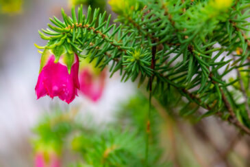 Darwinia leiostyla is an erect shrub in the family Myrtaceae and is endemic to the south-west of Western Australia. It typically grows to a height of 0.3–1.5 m (1 ft 0 in–4 ft 11 in) and has linear leaves up to about 10 mm (0.39 in) long crowded along the branches. Pendent, bell-shaped, flower-like inflorescences appear from May to January. These are clusters of small flowers surrounded by larger pink, red or white, petal-like bracts.