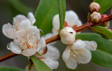 Hypocalymma phillipsii Or Hypocalymma cordifolium