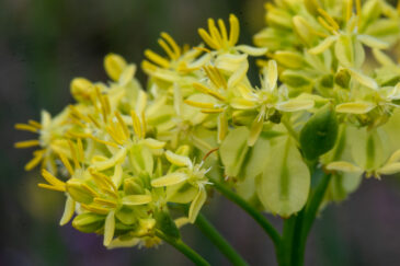 Glischrocaryon aureum