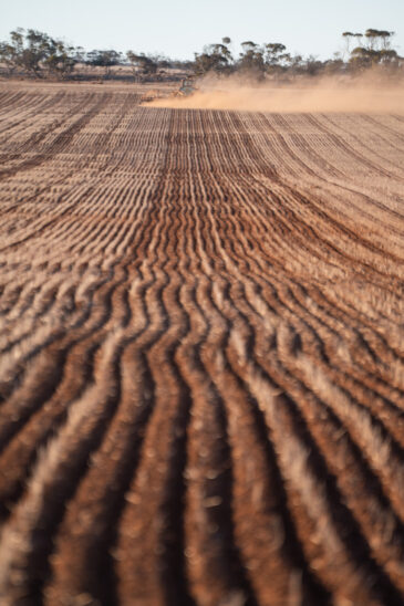 Farmer dry sowing wheat with GPS-guided direct seeder in Kimba, South Australia under dry conditions