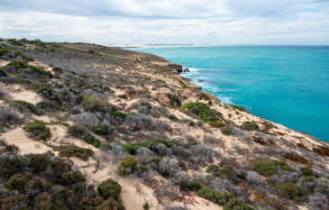 Diverse flora on sandy soil at Head of Bight on Australia's Nullarbor Plain