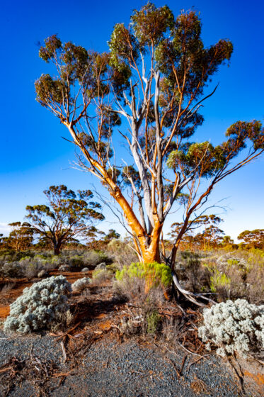The Great Western Woodlands of Western Australia is the largest intact temperate forest in the world. Features the gimlet gum ('Eucalyptus salubris') and saltbush.