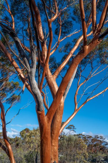 The Great Western Woodlands of Western Australia is the largest intact temperate forest in the world. Features the gimlet gum ('Eucalyptus salubris') and saltbush.