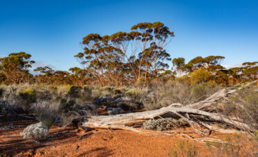 The Great Western Woodlands of Western Australia is the largest intact temperate forest in the world. Features the gimlet gum ('Eucalyptus salubris') and saltbush.