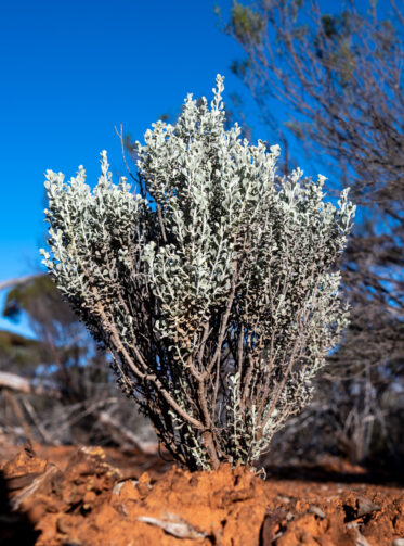 'Atriplex vesicaria' or bladder saltbush in the Great Western Woodlands of Western Australia, the largest intact temperate forest in the world.