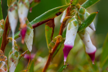 Conostephium pendulum, commonly known as pearl flower, is a small, open shrub in the family Ericaceae endemic to the Swan Coastal Plain from Eneabba to Margaret River.
