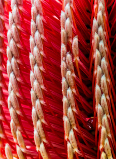 Banksia menziesii, commonly known as firewood banksia, is a species of flowering plant in the genus Banksia. It is a gnarled tree up to 10 m tall, or a lower spreading 1–3 m shrub in the more northern parts of its range. The serrated leaves are dull green with new growth a paler grey green.