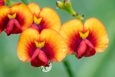 Marno ("Daviesia divaricata") is a shrub in the family Fabaceae. It is endemic to Western Australia.
