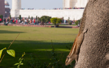 Taj Mahal, Agra, Uttar Pradesh, India