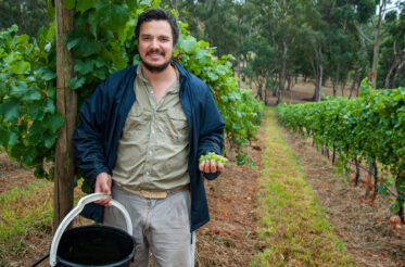 Australian/Argentinian winemaker and viticulturist, Martin Moran, picks Chardonnay grapes at the vineyard of his company Mordrelle Wines in Lenswood the Adelaide Hills of South Australia