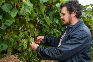 Australian/Argentinian winemaker and viticulturist, Martin Moran, picks Chardonnay grapes at the vineyard of his company Mordrelle Wines in Lenswood the Adelaide Hills of South Australia