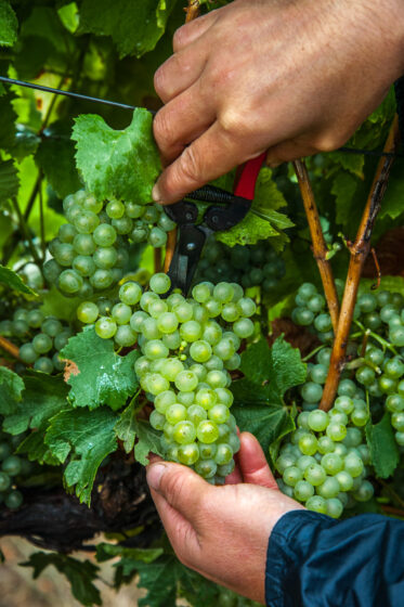 Hand harvesting Chardonnay grapes using secateurs in vineyard in Lenswood in the Adelaide Hills of South Australia.