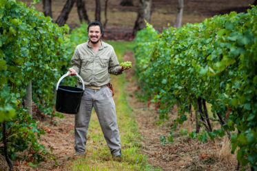 Australian/Argentinian winemaker and viticulturist, Martin Moran, picks Chardonnay grapes at the vineyard of his company Mordrelle Wines in Lenswood the Adelaide Hills of South Australia