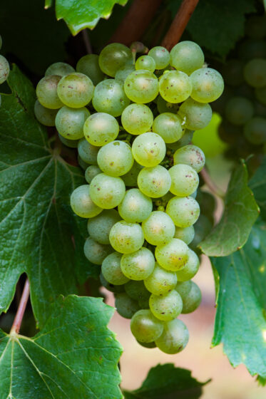 Chardonnay wine grapes ready for harvest in vineyard located in the Adelaide Hills of South Australia