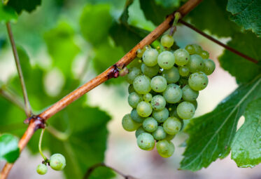 Chardonnay wine grapes ready for harvest in vineyard located in the Adelaide Hills of South Australia