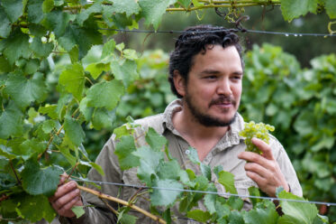Australian/Argentinian winemaker and viticulturist, Martin Moran, picks Chardonnay grapes at the vineyard of his company Mordrelle Wines in Lenswood the Adelaide Hills of South Australia