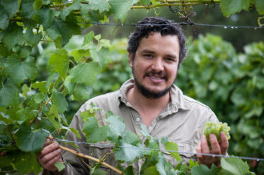 Australian/Argentinian winemaker and viticulturist, Martin Moran, picks Chardonnay grapes at the vineyard of his company Mordrelle Wines in Lenswood the Adelaide Hills of South Australia