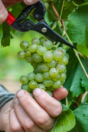 Hand harvesting Chardonnay grapes using secateurs in vineyard in Lenswood in the Adelaide Hills of South Australia.